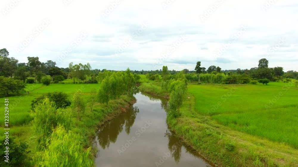 Rice Field Aerial Shot at northeast of Thailand Rice Field Aerial Shot at northeast of Thailand