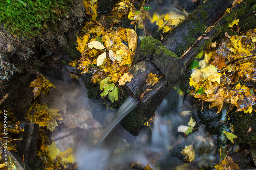 Water sourse stream from the wooden pipe and fall yellow leavs.