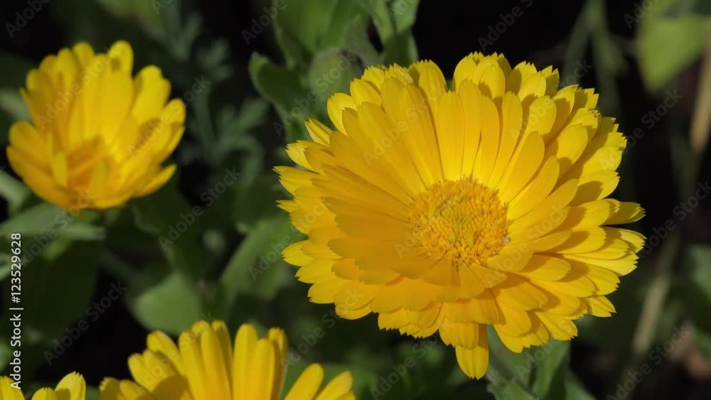 marigold in the nature marigold in the nature