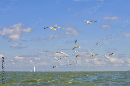 Seagulls above the ocean