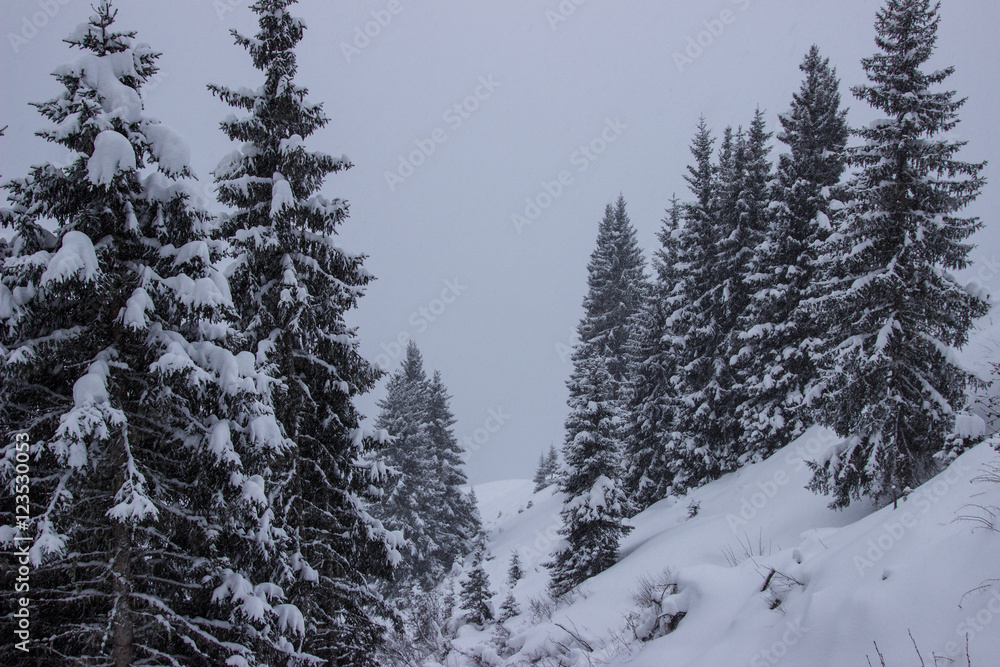 Winterwunderland Winterwunderland