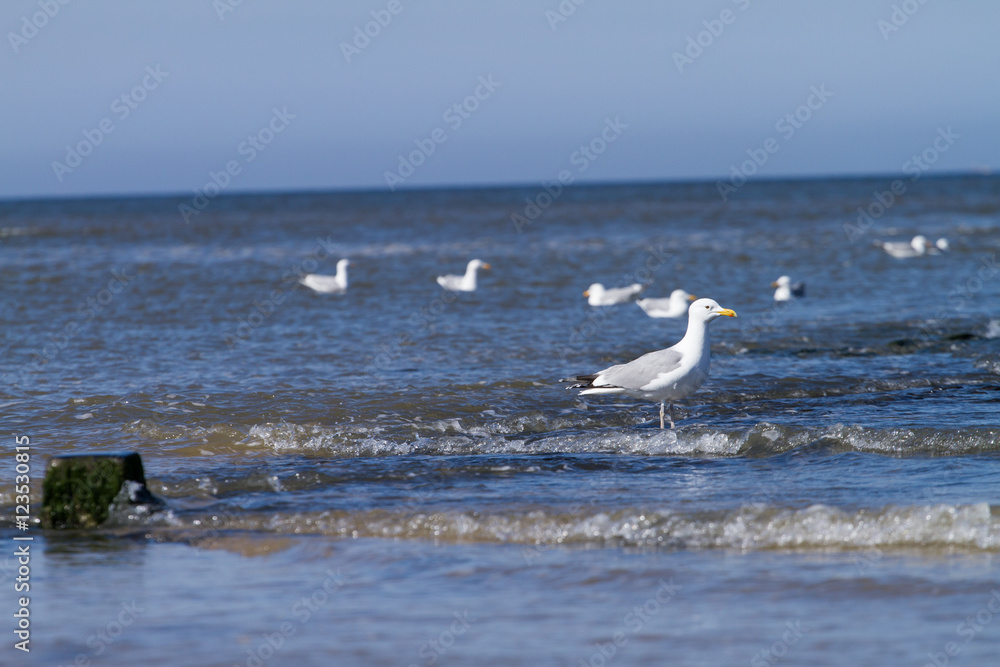 Seagulls With Waves Seagulls With Waves