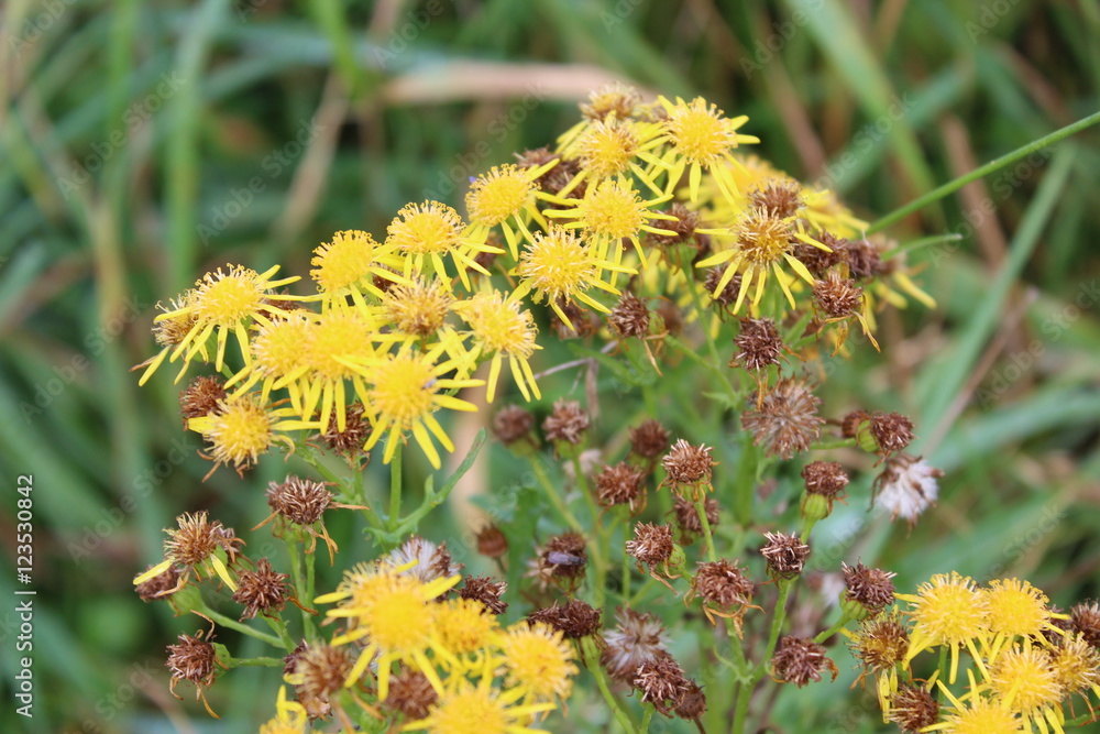natural yellow flowers