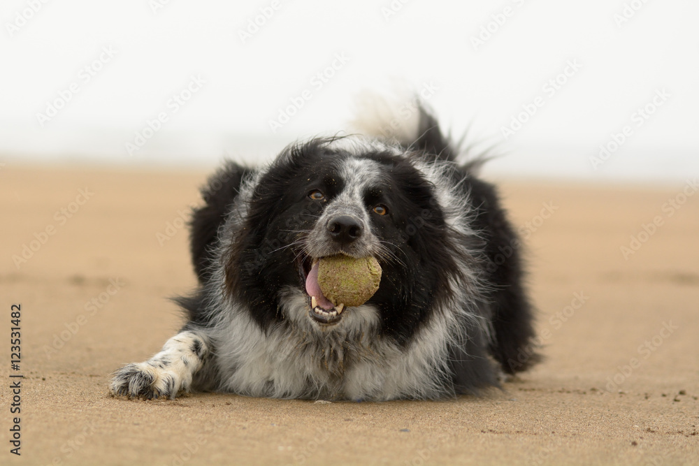 Border Springer