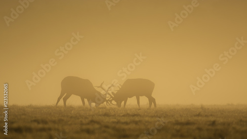 Two red deer fighting in morning light