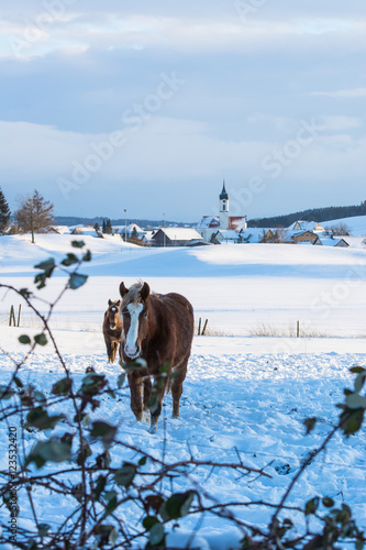 Winterlandschaft mit Pferden und Dorf photo