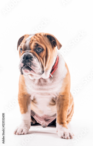 English bulldog portrait on white