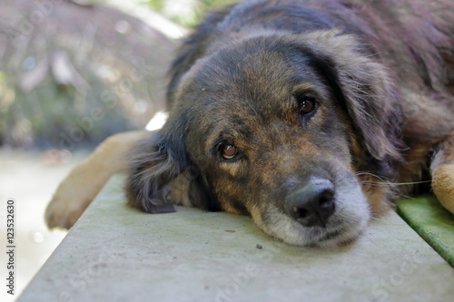 Fototapeta Naklejka Na Ścianę i Meble -  lovely lonely dog waiting for its ower, shallow depth of field