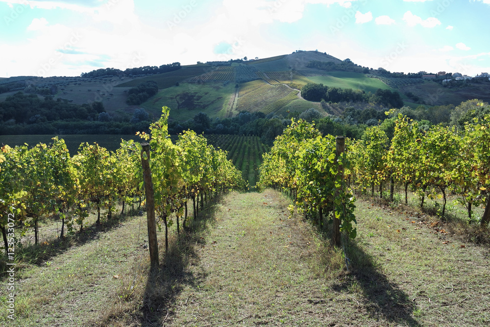 Naklejka premium vineyards