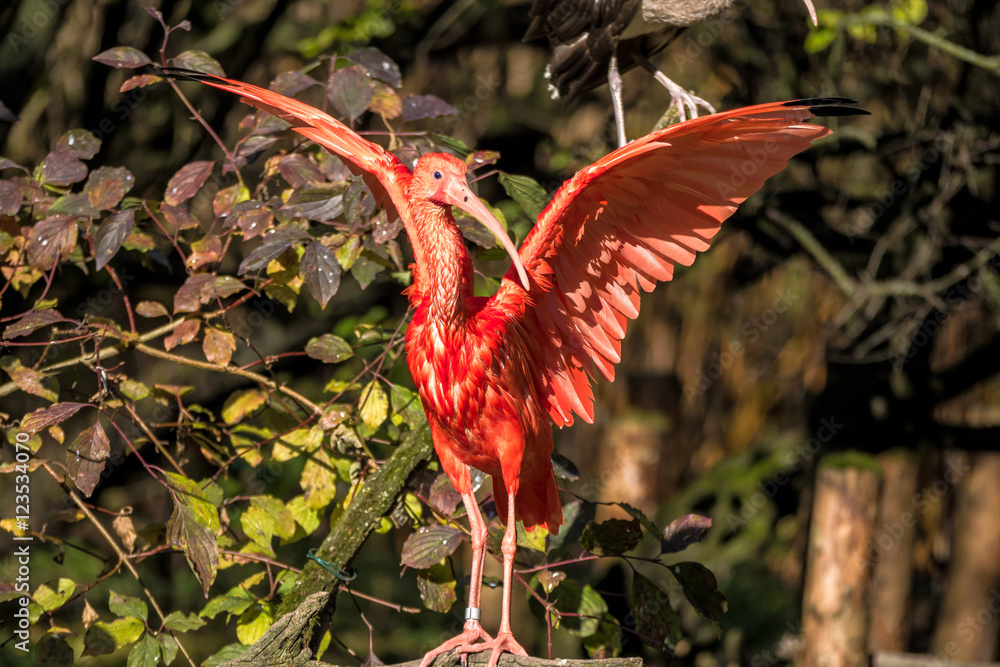 Naklejka premium Scharlachsichler - Eudocimus ruber