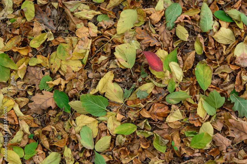 Autumn under our feet Autumn under our feet