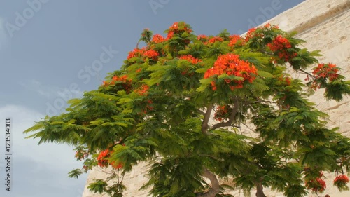 Red flowered tree of delonix regia, Malta, Valleta photo