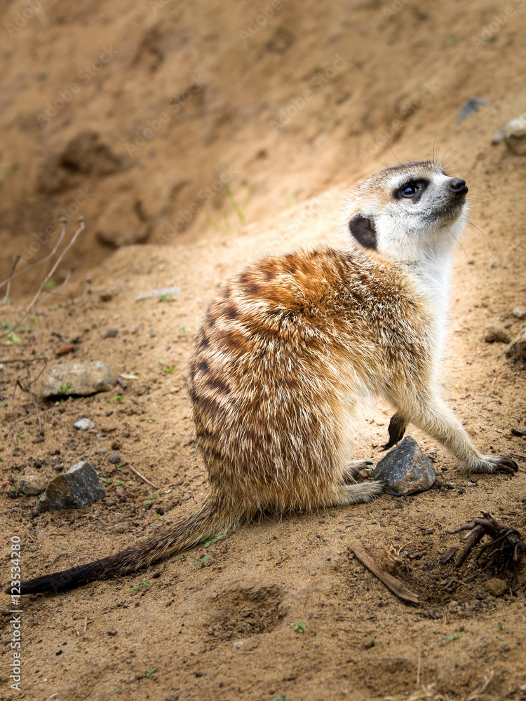 Obraz premium Meerkat