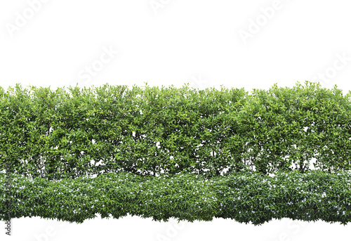 Green hedge or Green Leaves Wall on isolated,Objects with Clipping Paths photo
