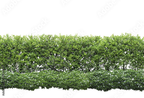 Green hedge or Green Leaves Wall on isolated,Objects with Clipping Paths