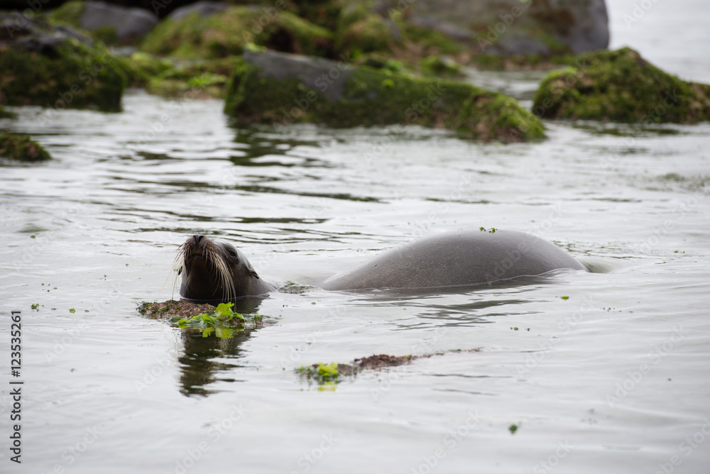 Fototapeta premium ガラパゴスアザラシ