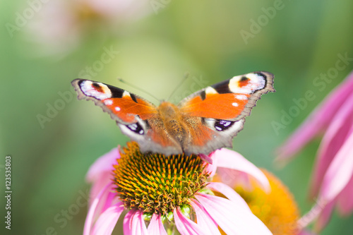 Butterfly on a Flower.
