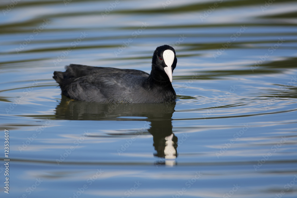 Eurasian coot on the water