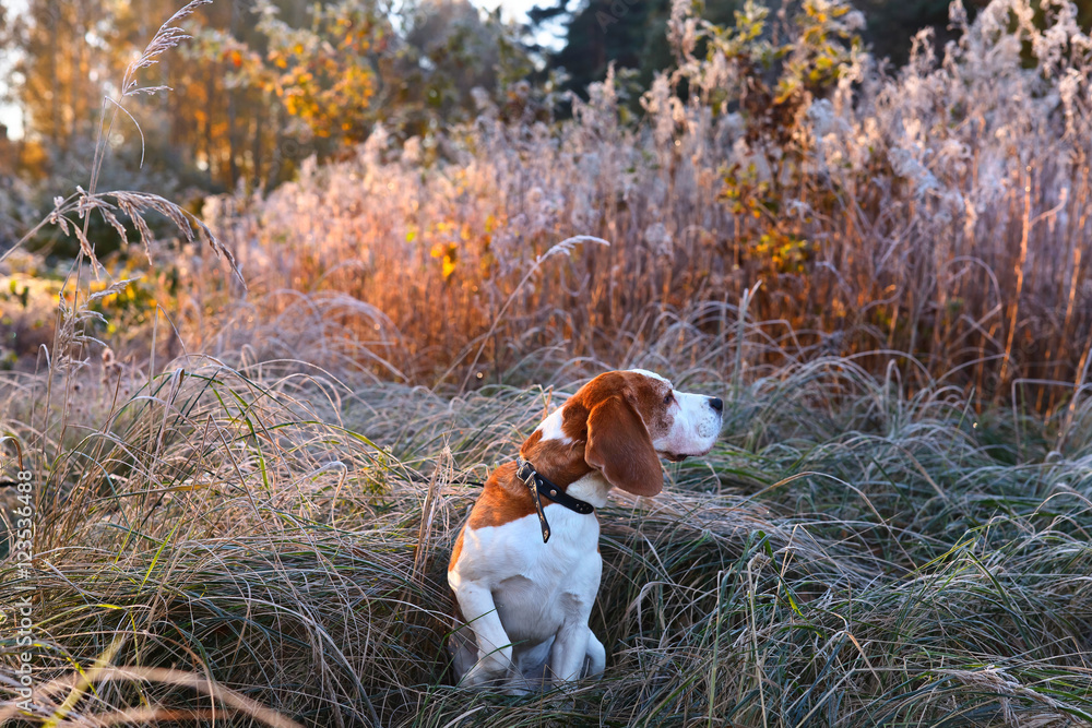 Beagle in the early morning in autumn forest Beagle in the early morning in autumn forest