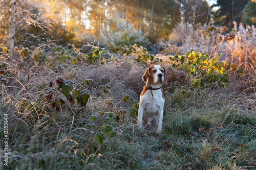  Beagle in the early morning in autumn forest