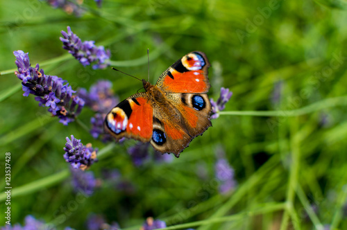 Red Small Tortoiseshell butterfly feasting on violet lavender