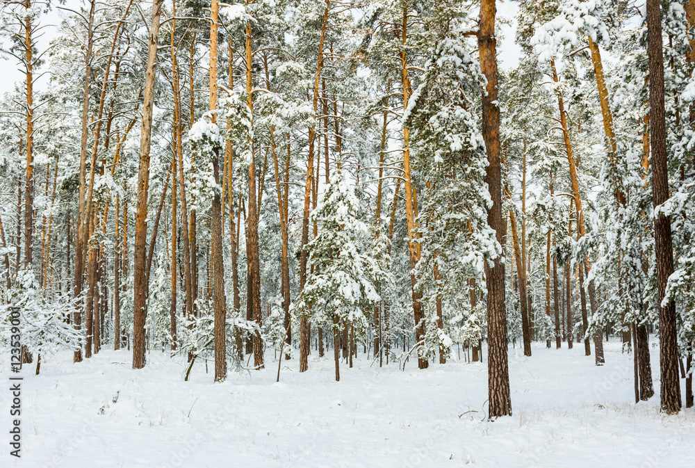 Fototapeta premium Winter snowy forest