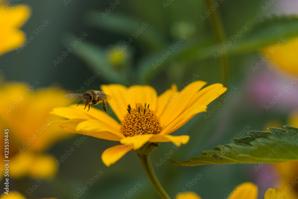 Yellow bright flower background
Yellow bright flower background