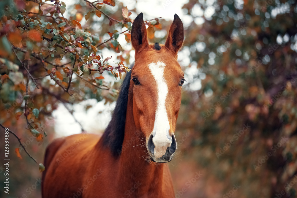 Portrait of a bay Hanoverian horse