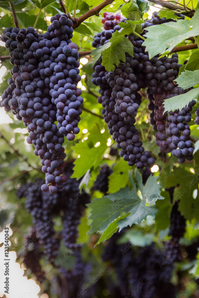 Red grapes in a Italian vineyard - Bardolino. Selective focus.
