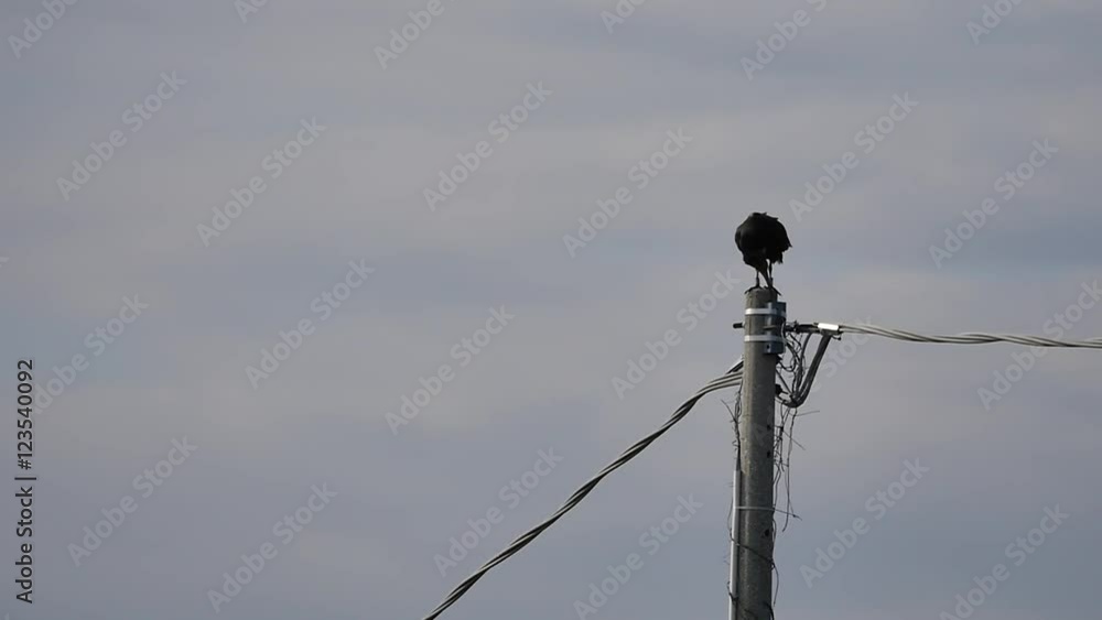 Ibis (Waldrapp, Northern Bald Ibis, Hermit Ibis, Geronticus Eremita) in Slow Motion. Bald ibis is a migratory bird disappeared from Europe. 500 wild bald isis live in Morocco. Ibis (Waldrapp, Northern Bald Ibis, Hermit Ibis, Geronticus Eremita) in Slow Motion. Bald ibis is a migratory bird disappeared from Europe. 500 wild bald isis live in Morocco.