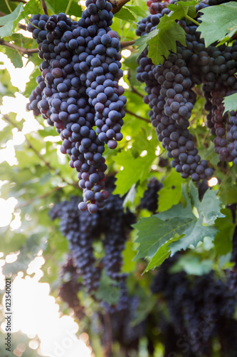 Red grapes in a Italian vineyard - Bardolino. Selective focus. 