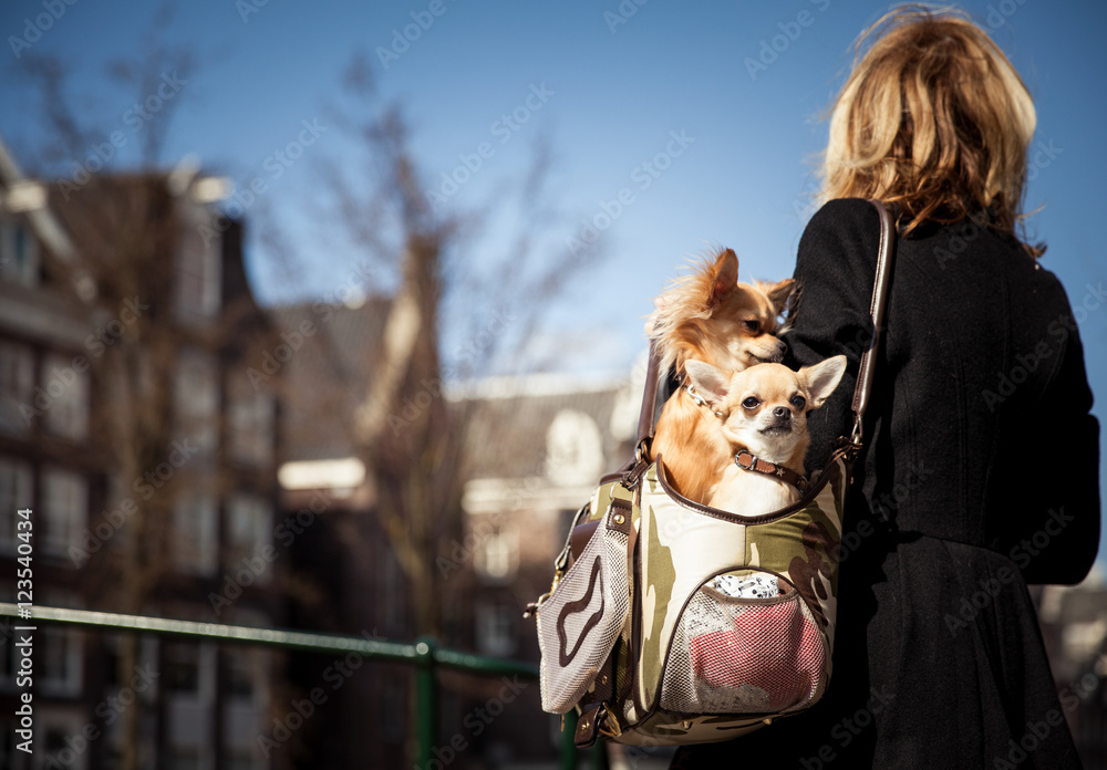 Fototapeta premium dwa psy w torbie