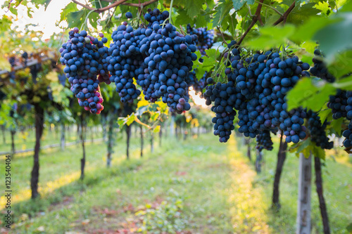 Red grapes in a Italian vineyard - Bardolino. Selective focus.

