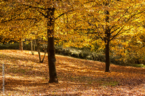 Herbstlaub