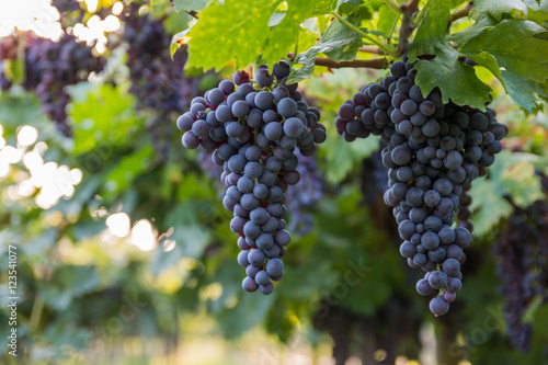 Red grapes in a Italian vineyard - Bardolino. Selective focus.
