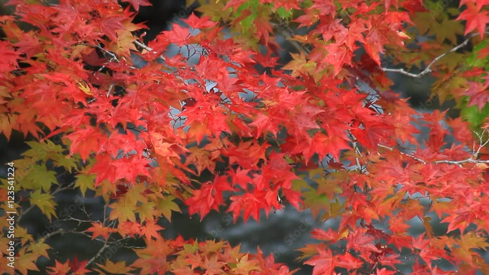 日本の秋 紅葉 日本の秋 紅葉