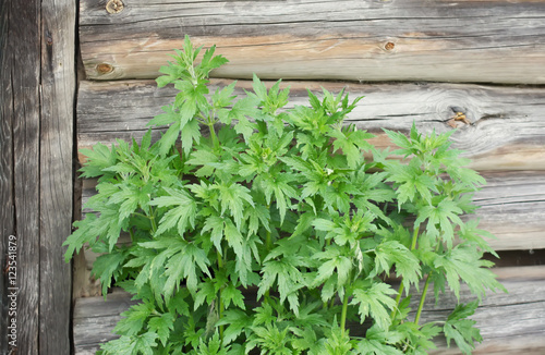 Thickets of a motherwort on a wooden wall background