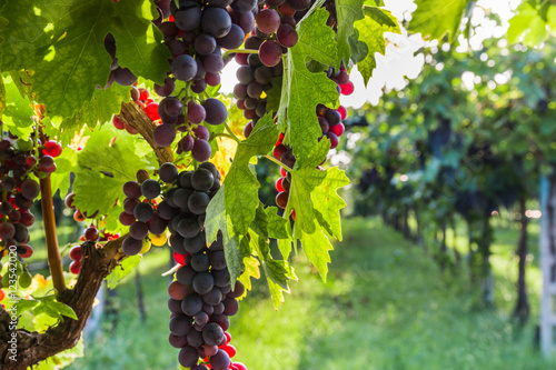 Red grapes in a Italian vineyard - Bardolino. Selective focus.

