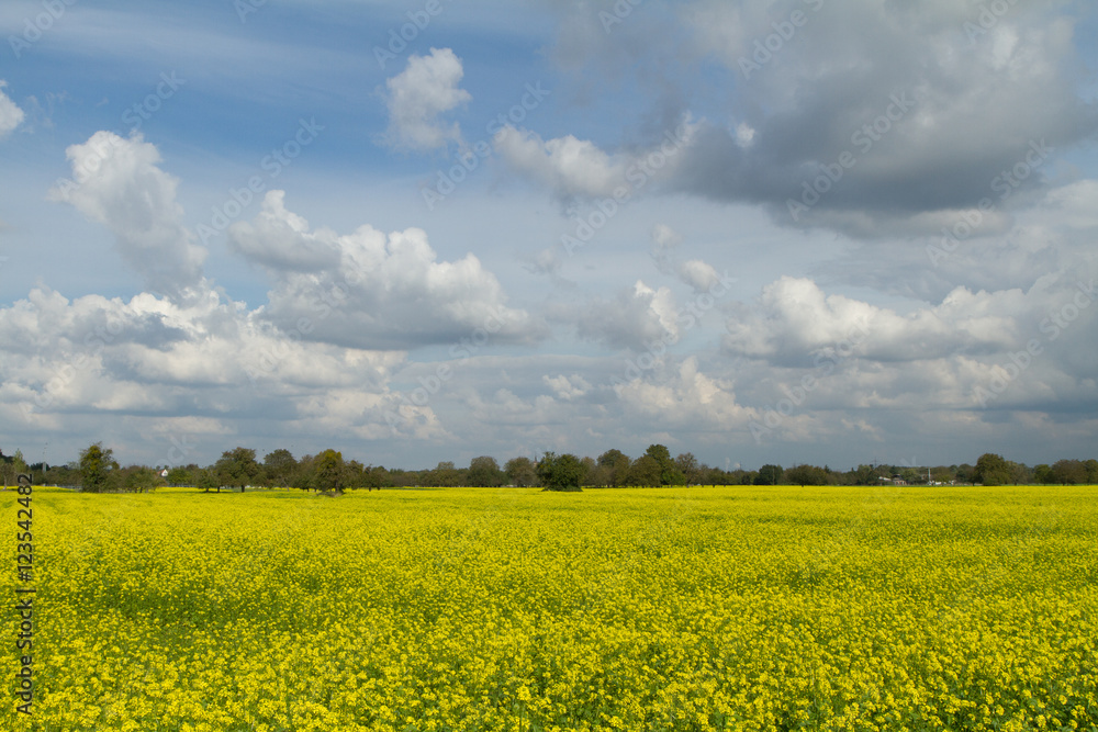 Rapsfeld Plittersdorf Rapsfeld Plittersdorf