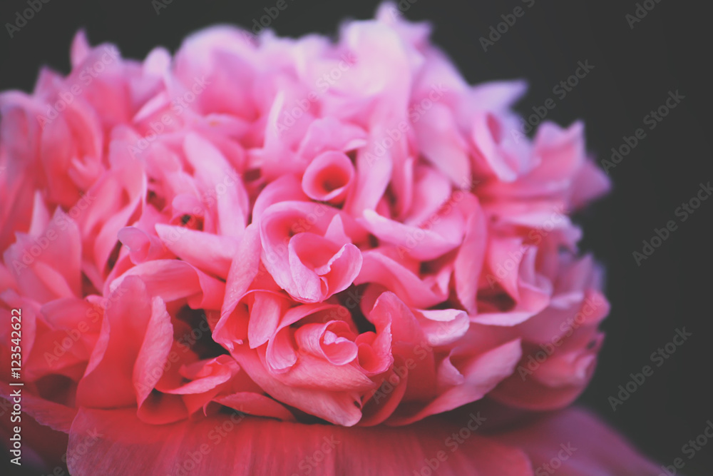 Bright pink poppy flower Bright pink poppy flower