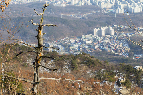 Photography Dead Tree