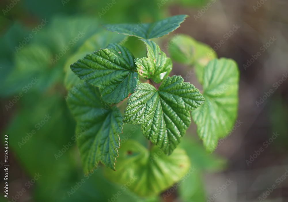 Black currant green leaves in the garden Black currant green leaves in the garden