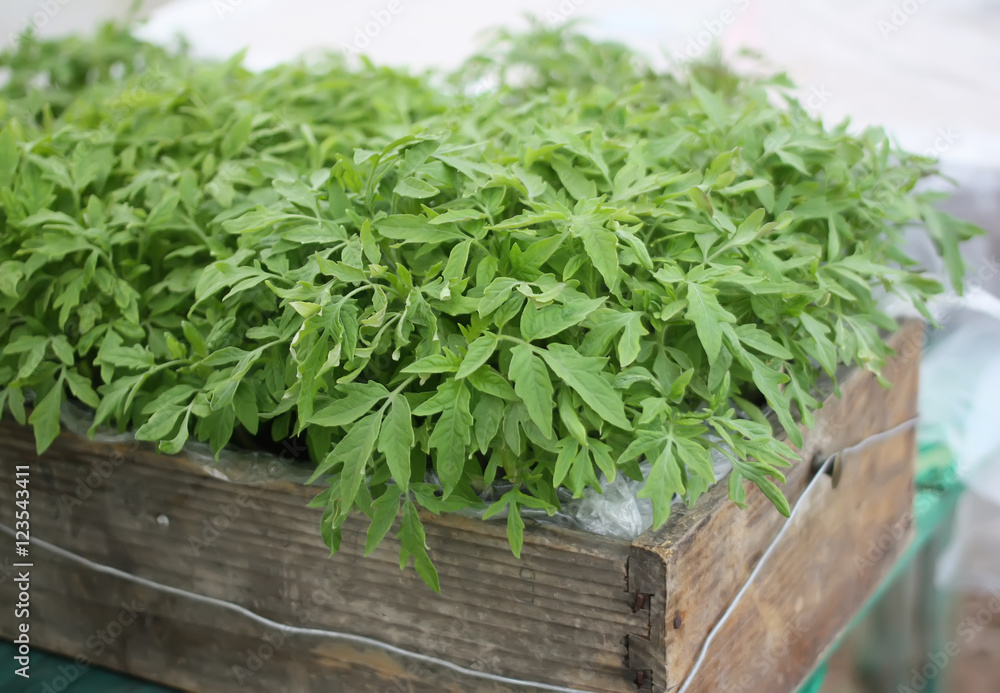 Green seeds of tomato plant Green seeds of tomato plant