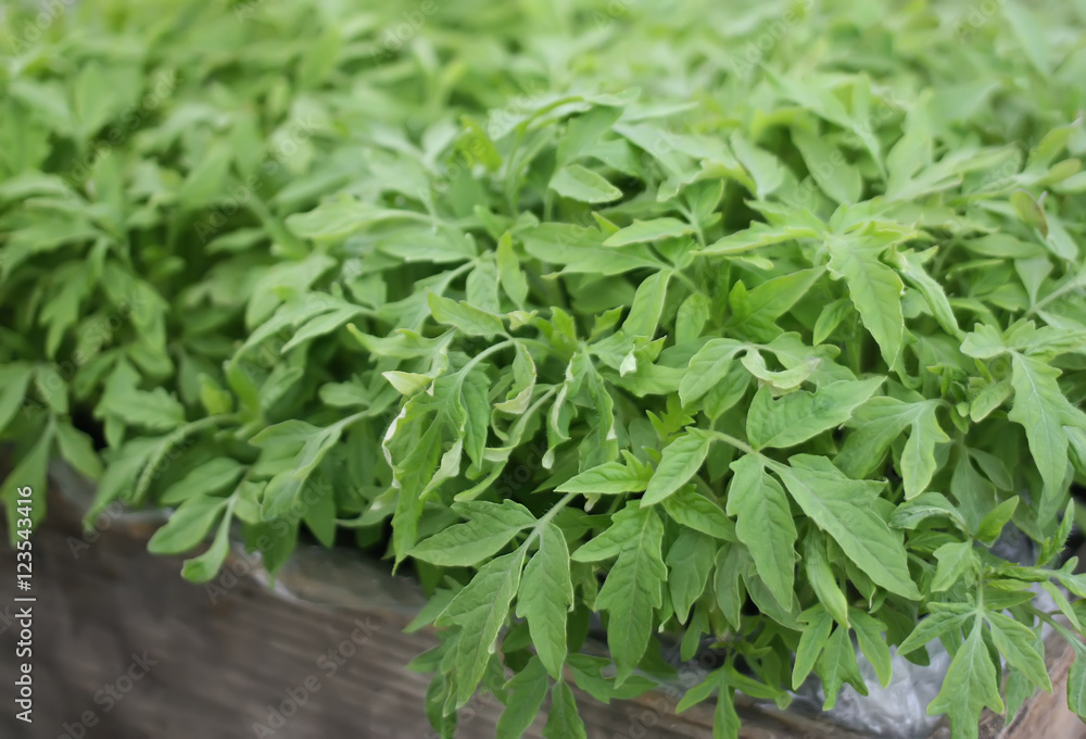 Obraz premium Green seeds of tomato plant