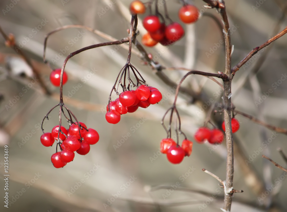 Viburnum plant outdoors Viburnum plant outdoors