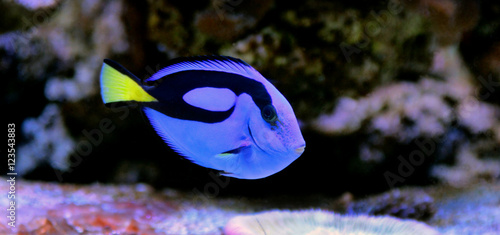 Real Dory (Blue Tang)