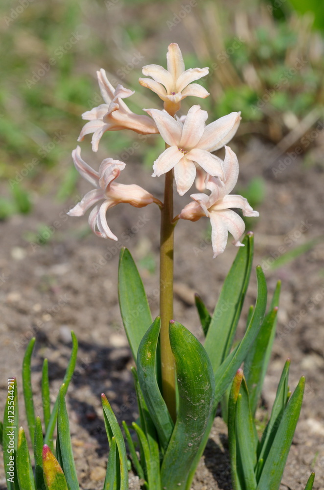 Obraz premium Pink hyacinth (lat. Hyacinthus) closeup
