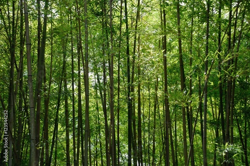 Bamboo Leaves © Heliosphile