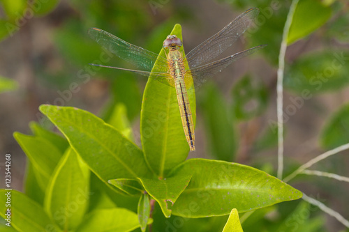 Dragonfly island green leaf