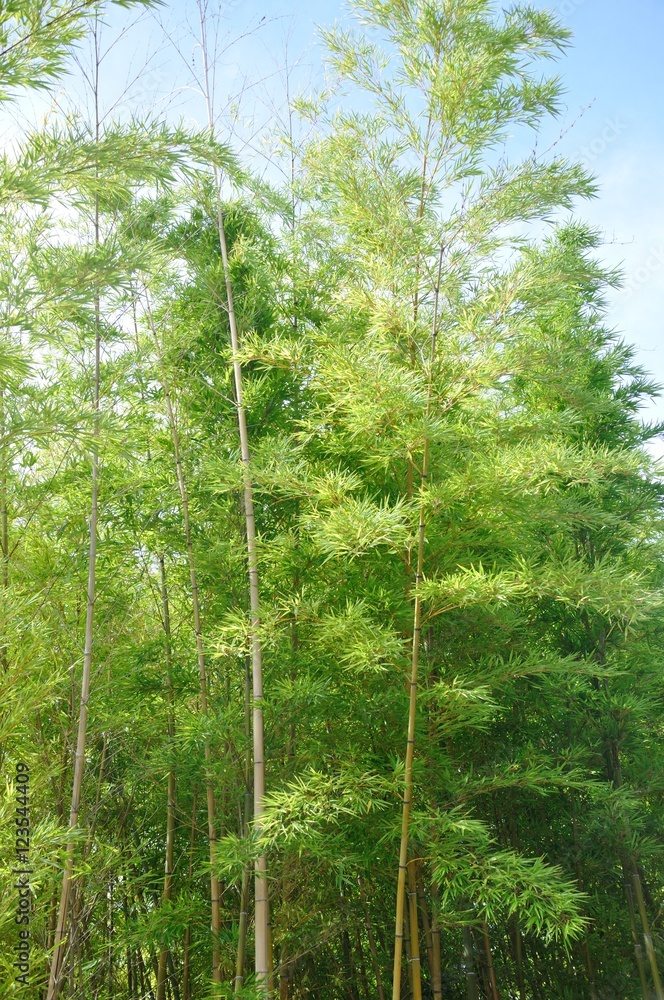 Obraz premium Bamboo Leaves